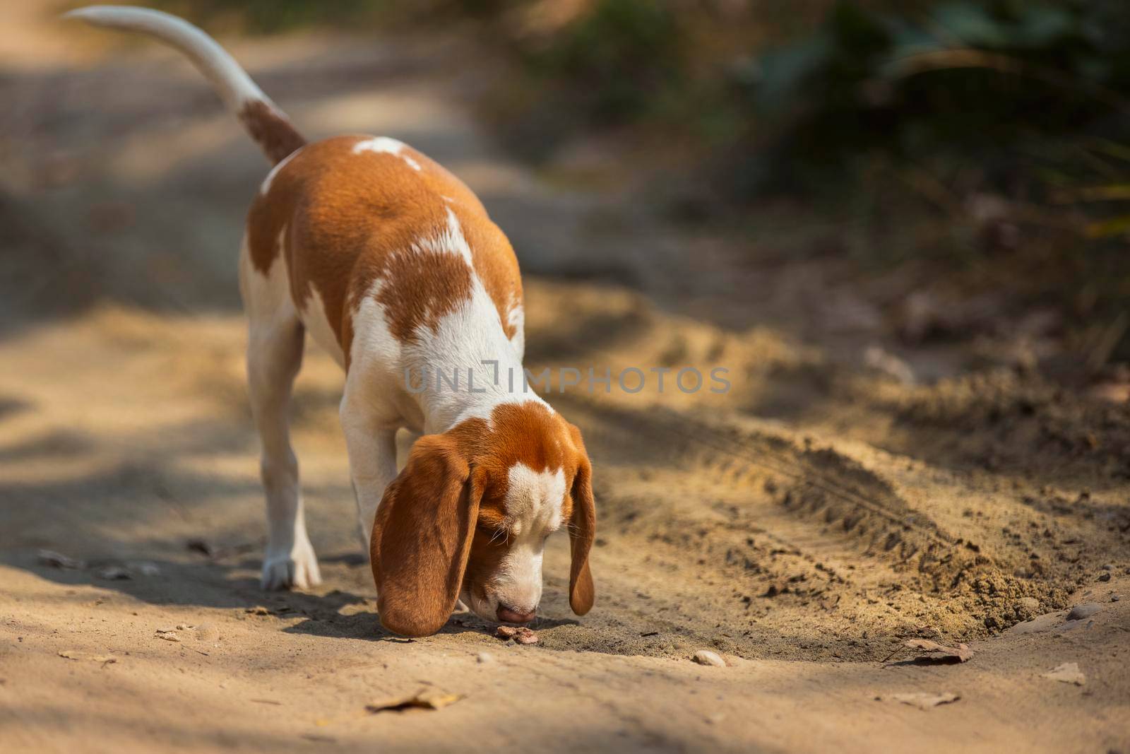 Beagle dog walking on a dirt road