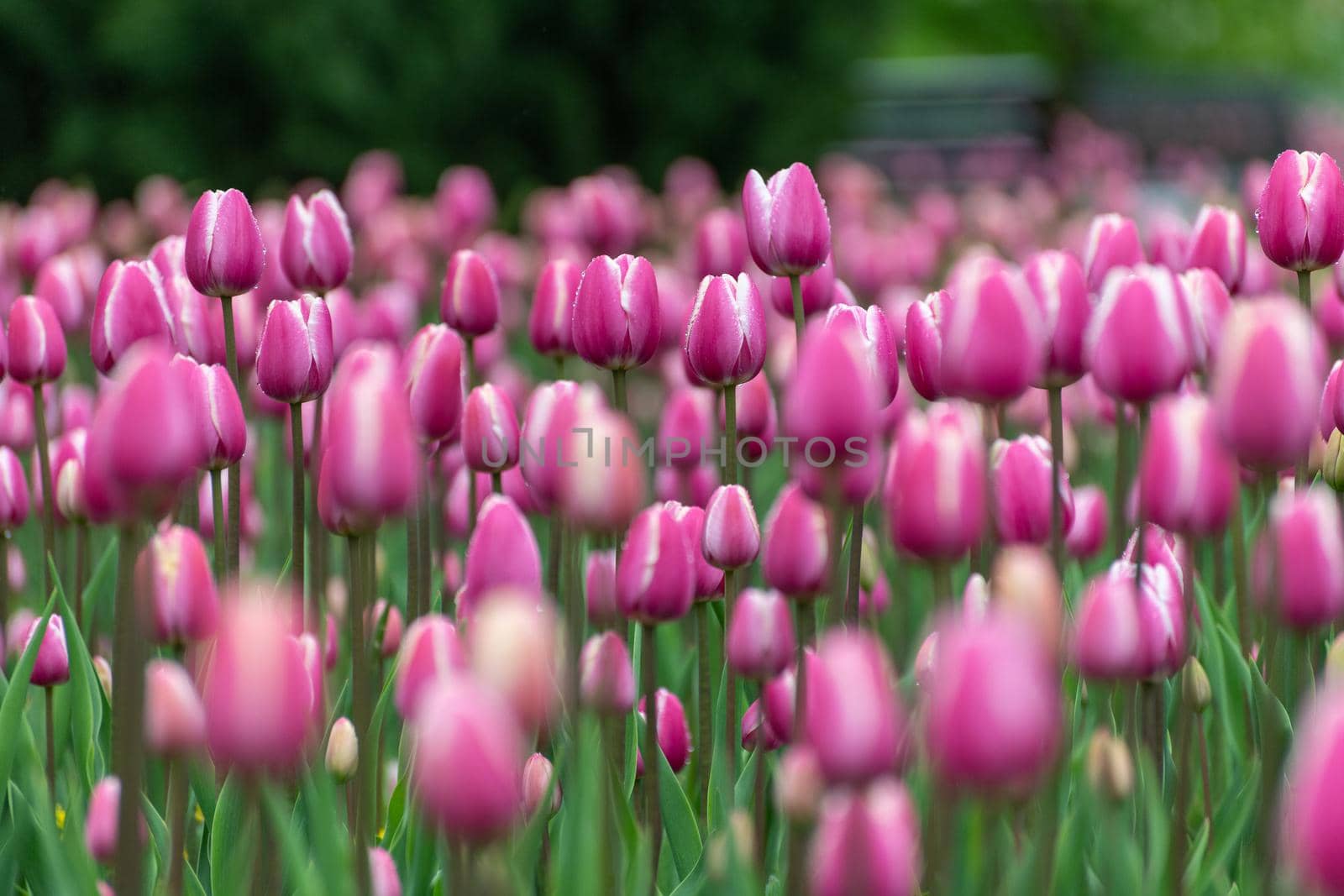 Beautiful pink tulips in large city flower bed