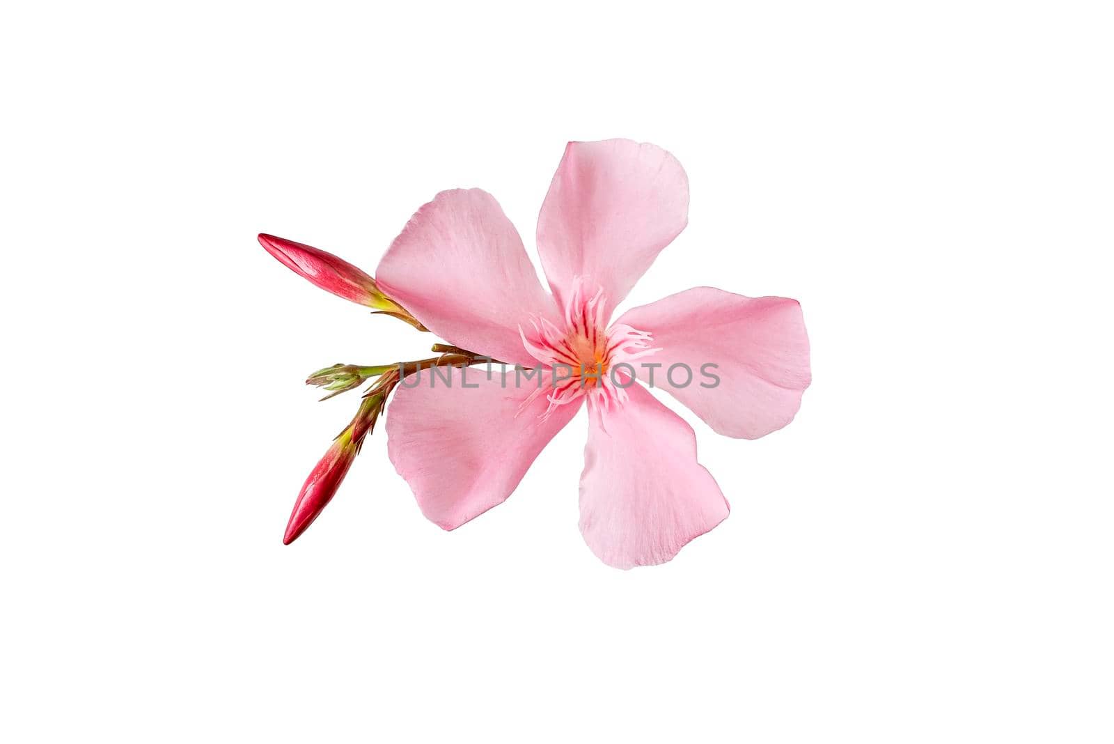 pink oleander flower and leaves isolated on white background.