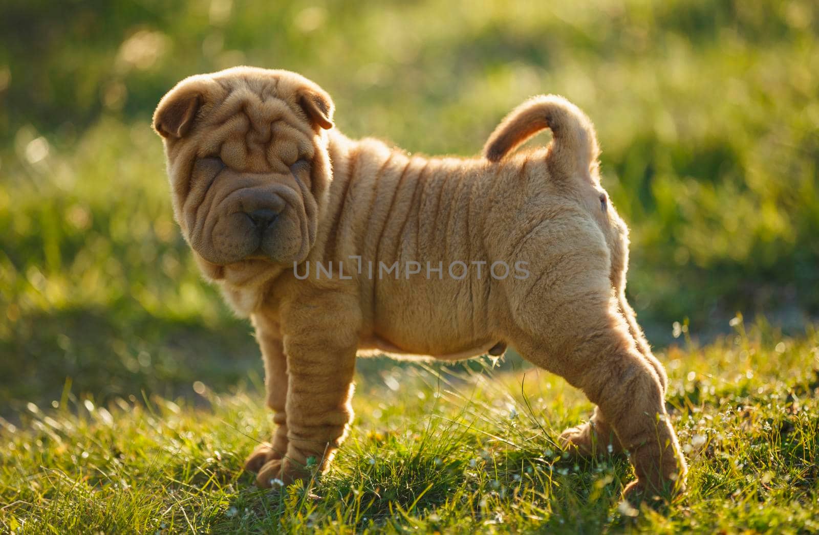 Shar Pei puppy standing on the lawn by zokov