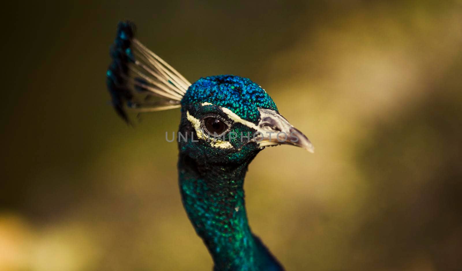 portrait of a peacock in nature close-up