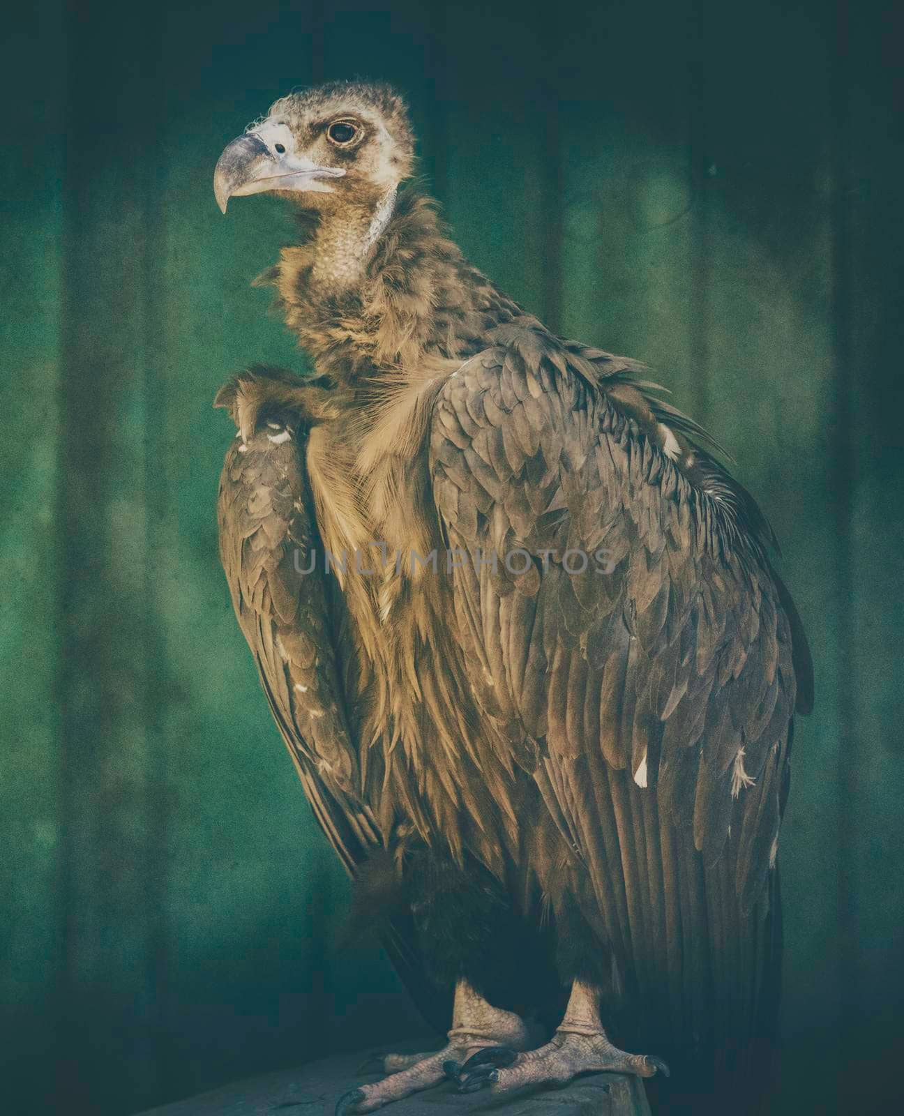 portrait of a large eagle standing on a log