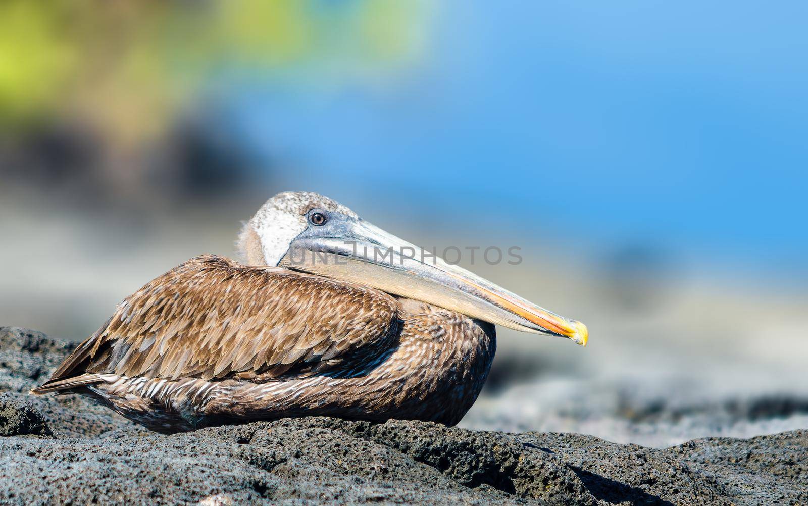 Galapagos Pelican just hanging out on a rock