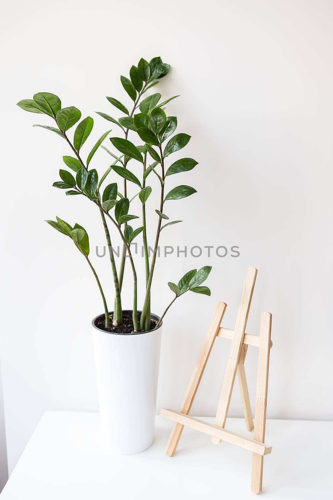 Gardening concept. A vertical photo of an indoor plant zamiokulkas growing in a white pot, an easel stands on a table. by sfinks