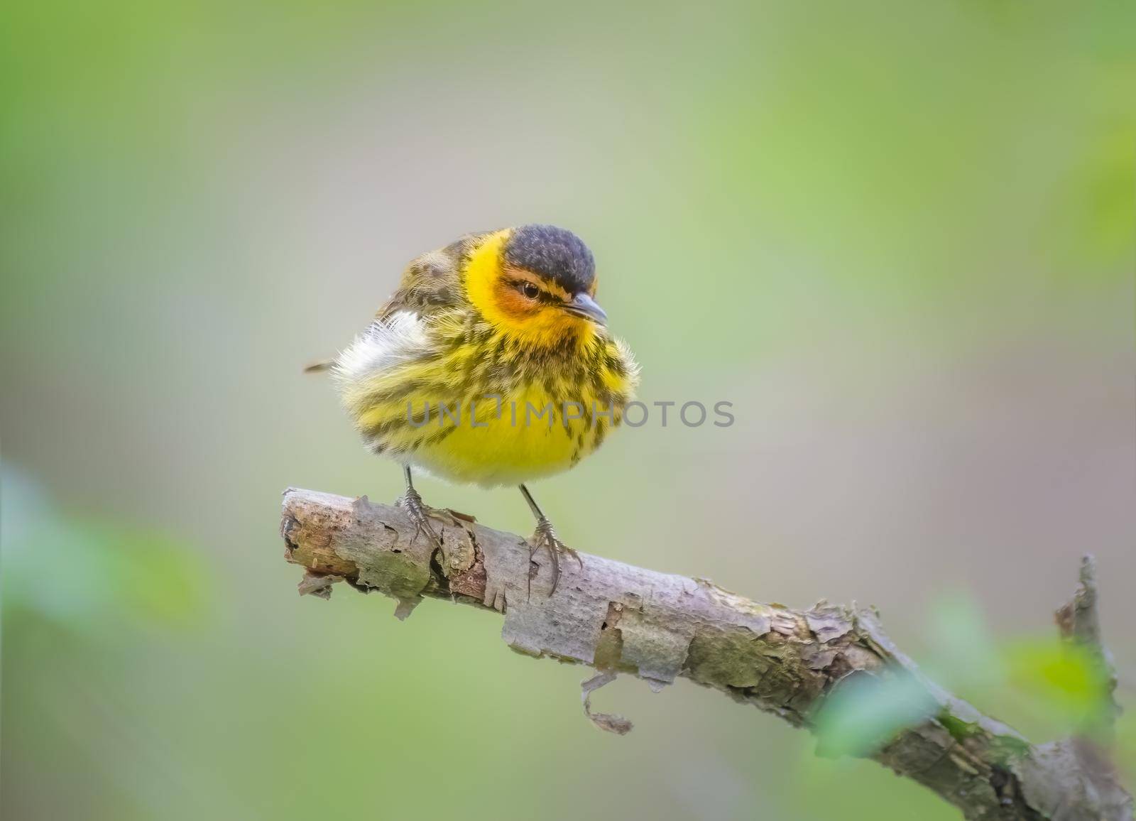 Cape May Warbler perched in Magee Marsh Ohio