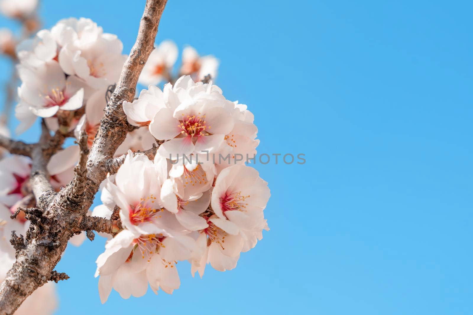 Flowers of the almond tree against blue sky on sunny day. Beautiful nature scene with blooming tree and blue sky. Spring flowers. Beautiful Orchard. Springtime Space for text. by Iryna_Melnyk