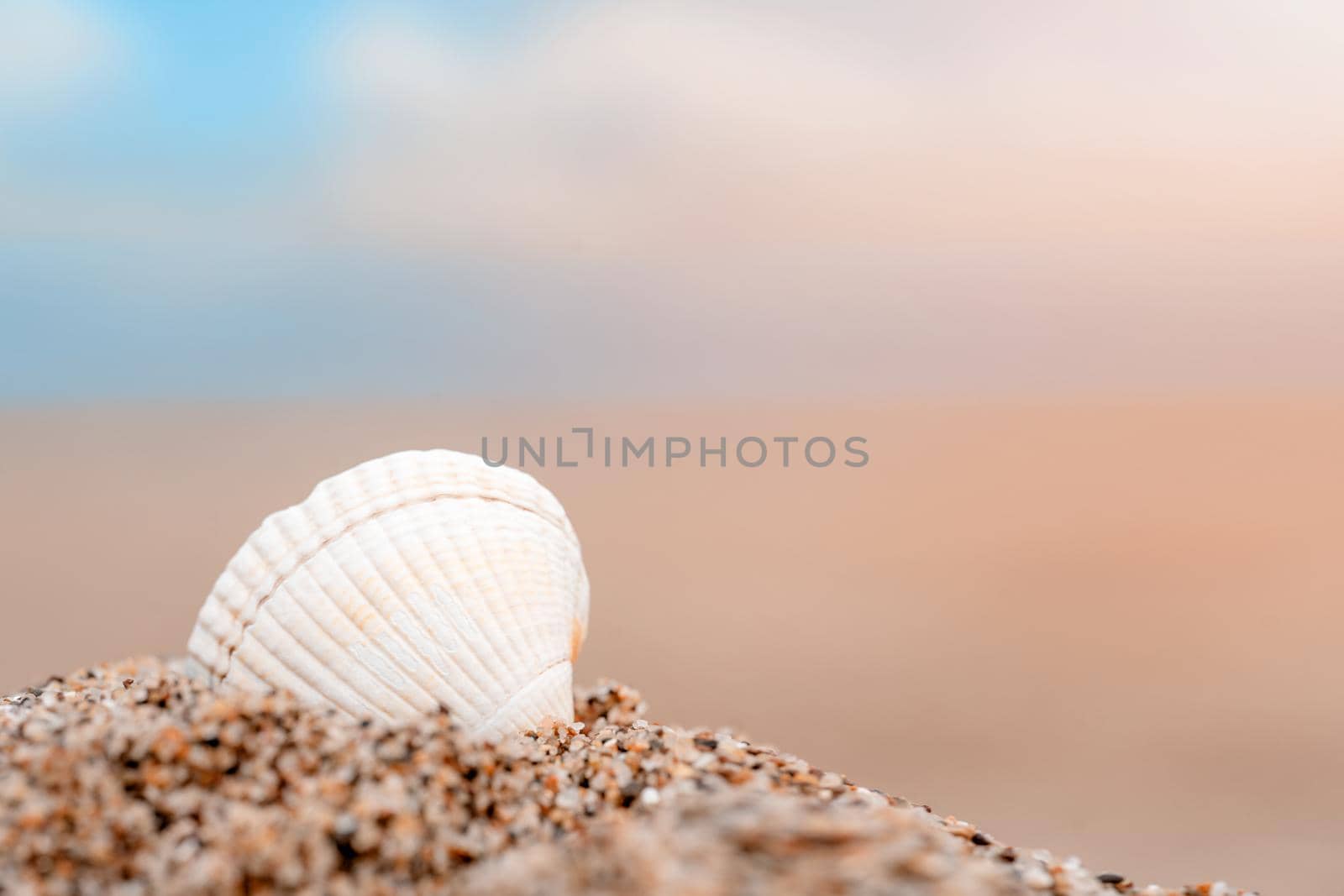 shell on the beach against sea at sunset
