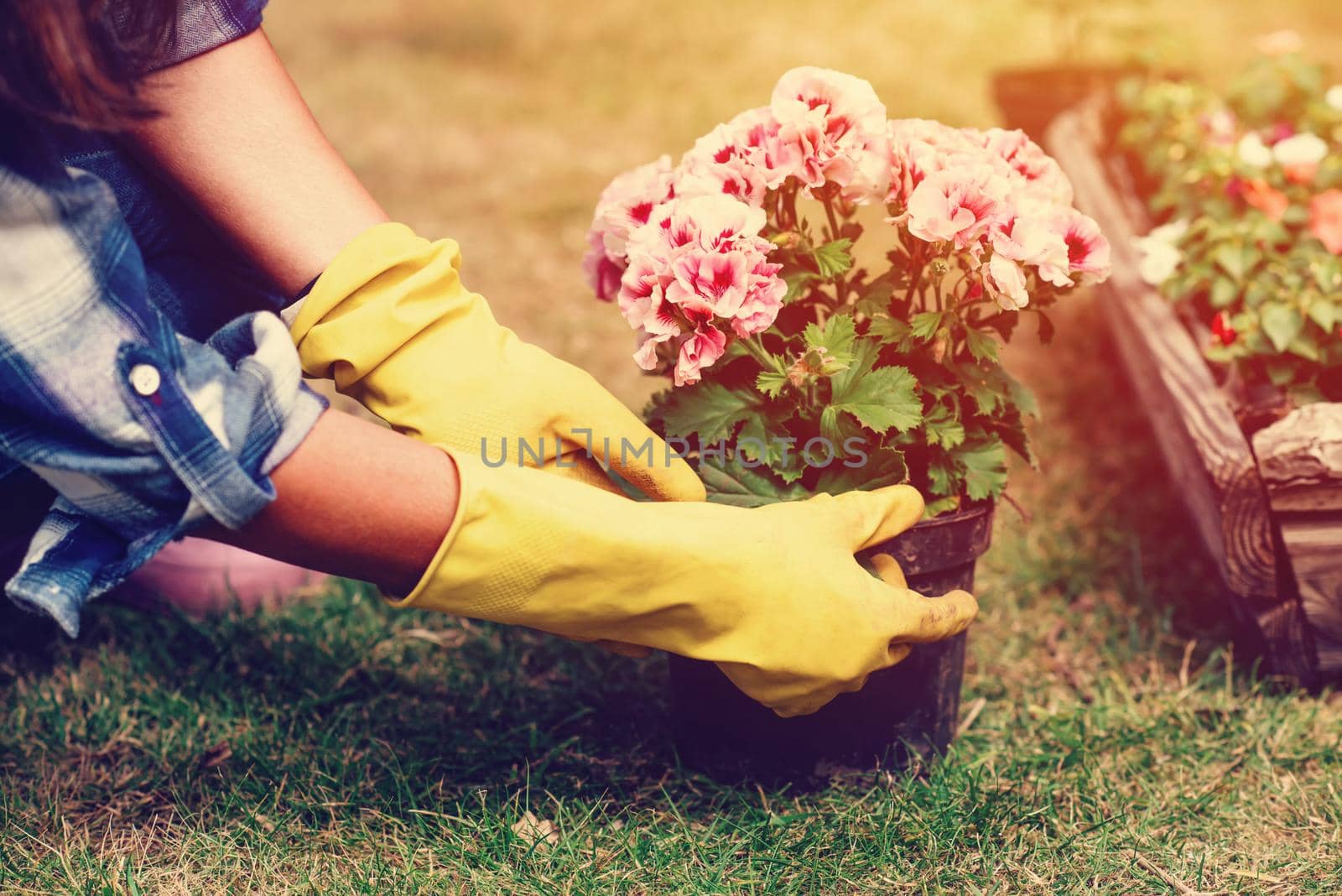 Woman hands wearing yellow gloves holding and planting flowers by Iryna_Melnyk