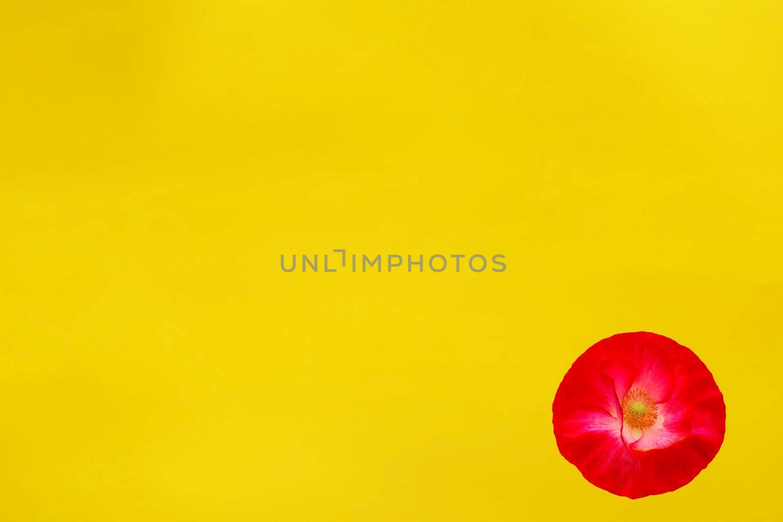 red poppy flower on yellow background by Iryna_Melnyk