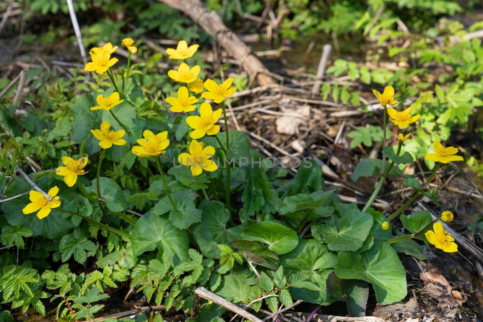 Forest during springtime, close up image of kingcup (Caltha palustris)