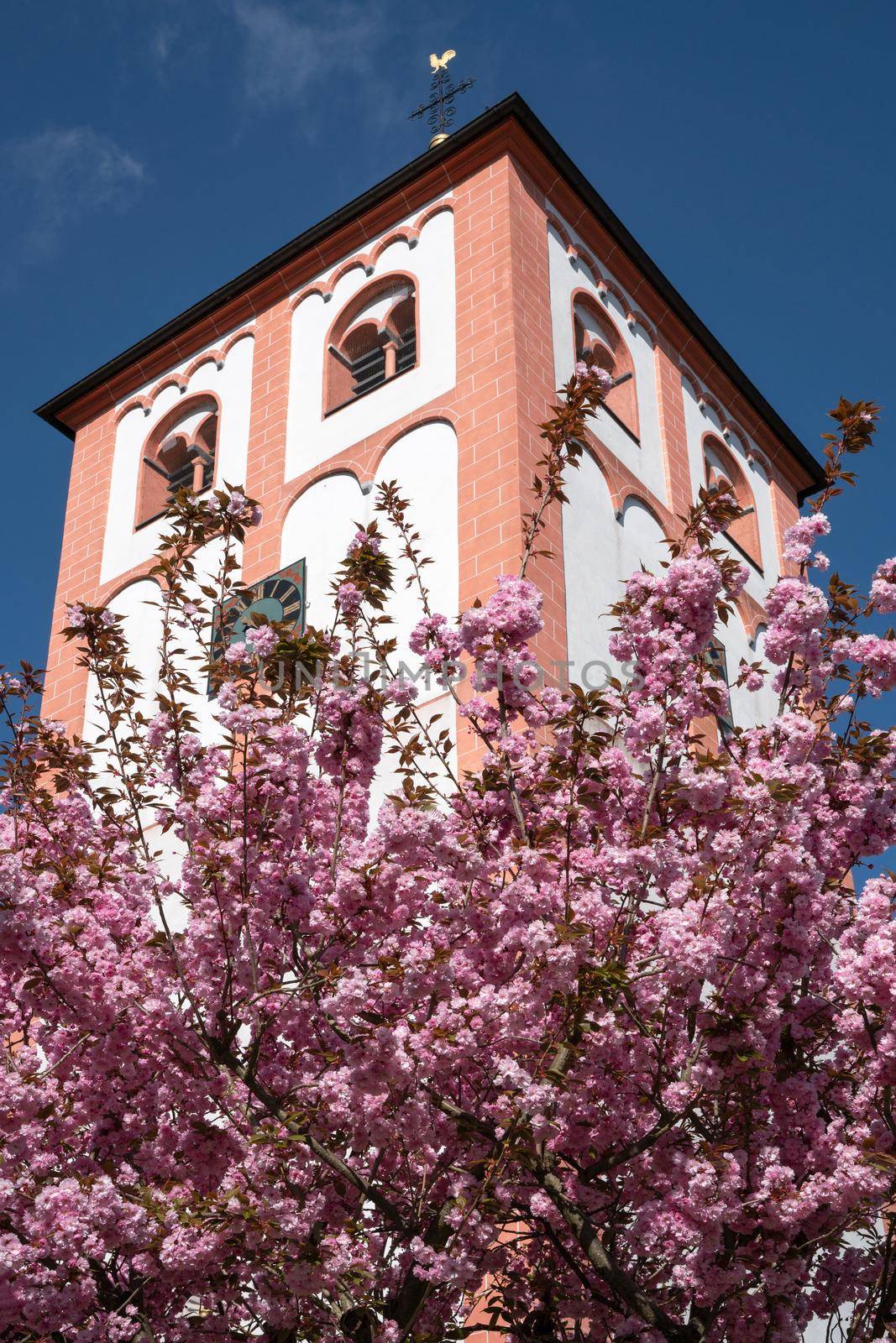Old parish church of village Odenthal with blossoming trees at springtime, Bergisches Land, Germany
