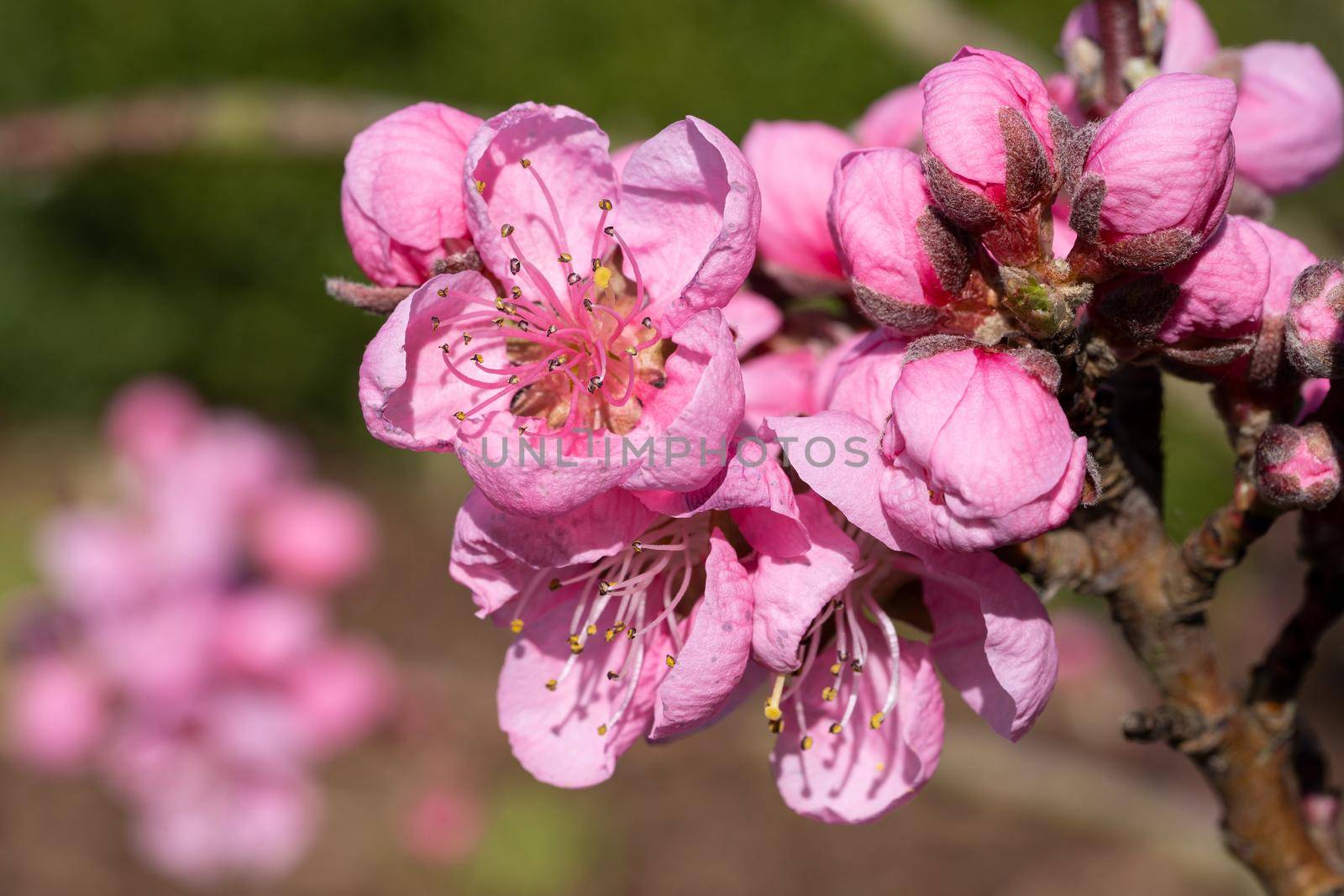 Nectarine tree(Prunus persica), close up of the flower head