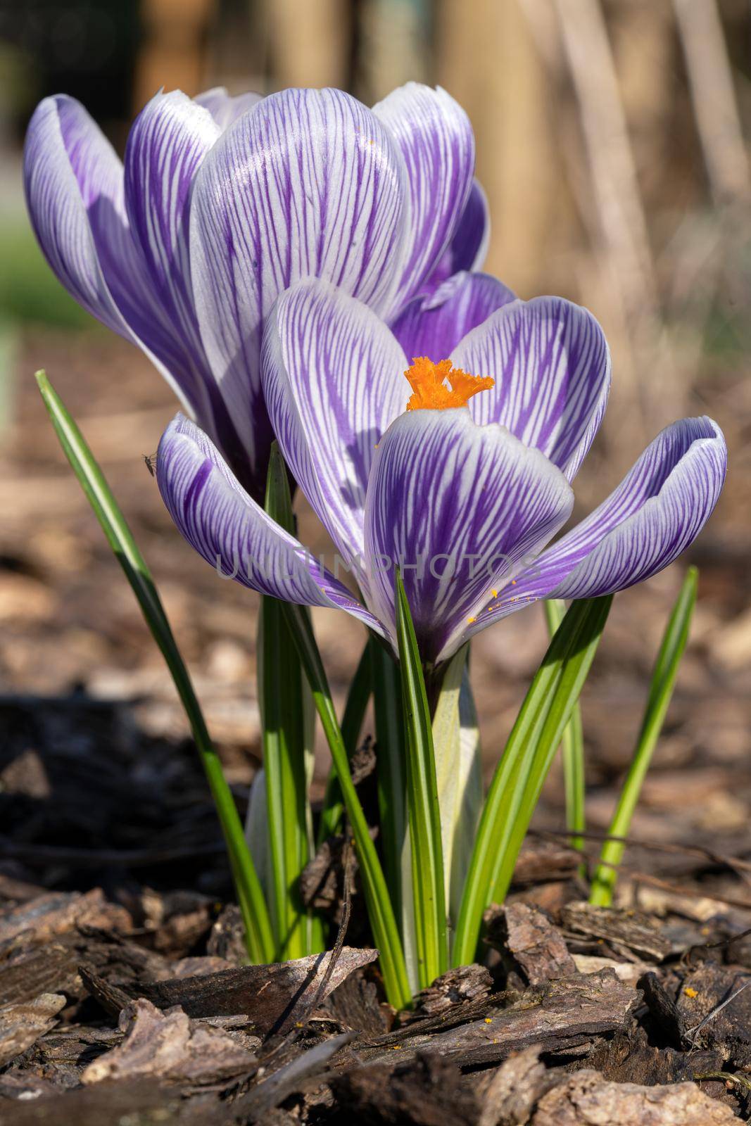 Crocus, close up image of the flowers of
 spring