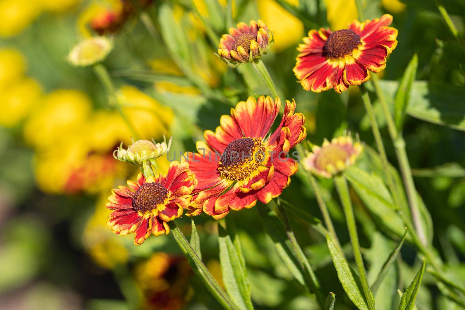 Helens Flower (Helenium), flowers of summertime