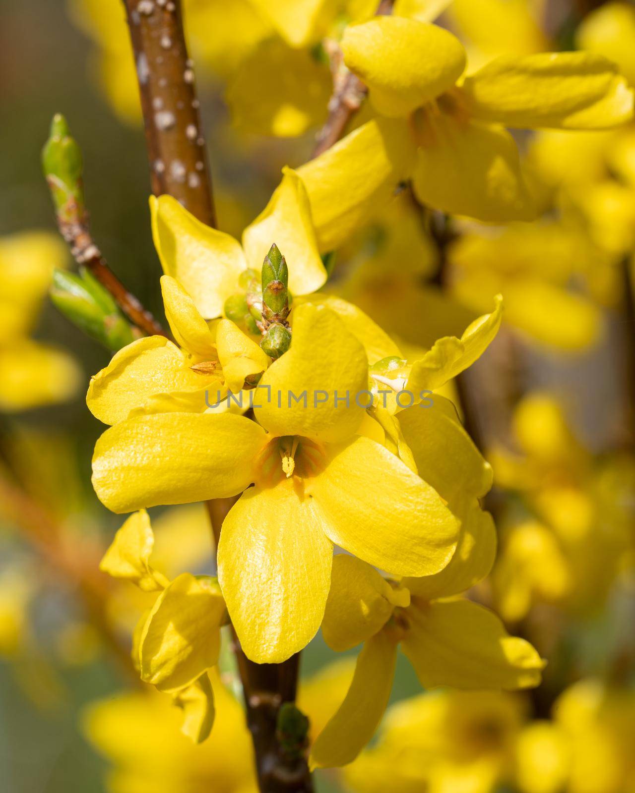 Forsythia (Forsythia intermedia), flowers of springtime