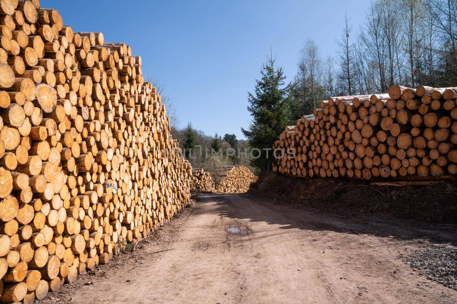 Panoramic image of footpath alongside log piles, forestry in Germany 