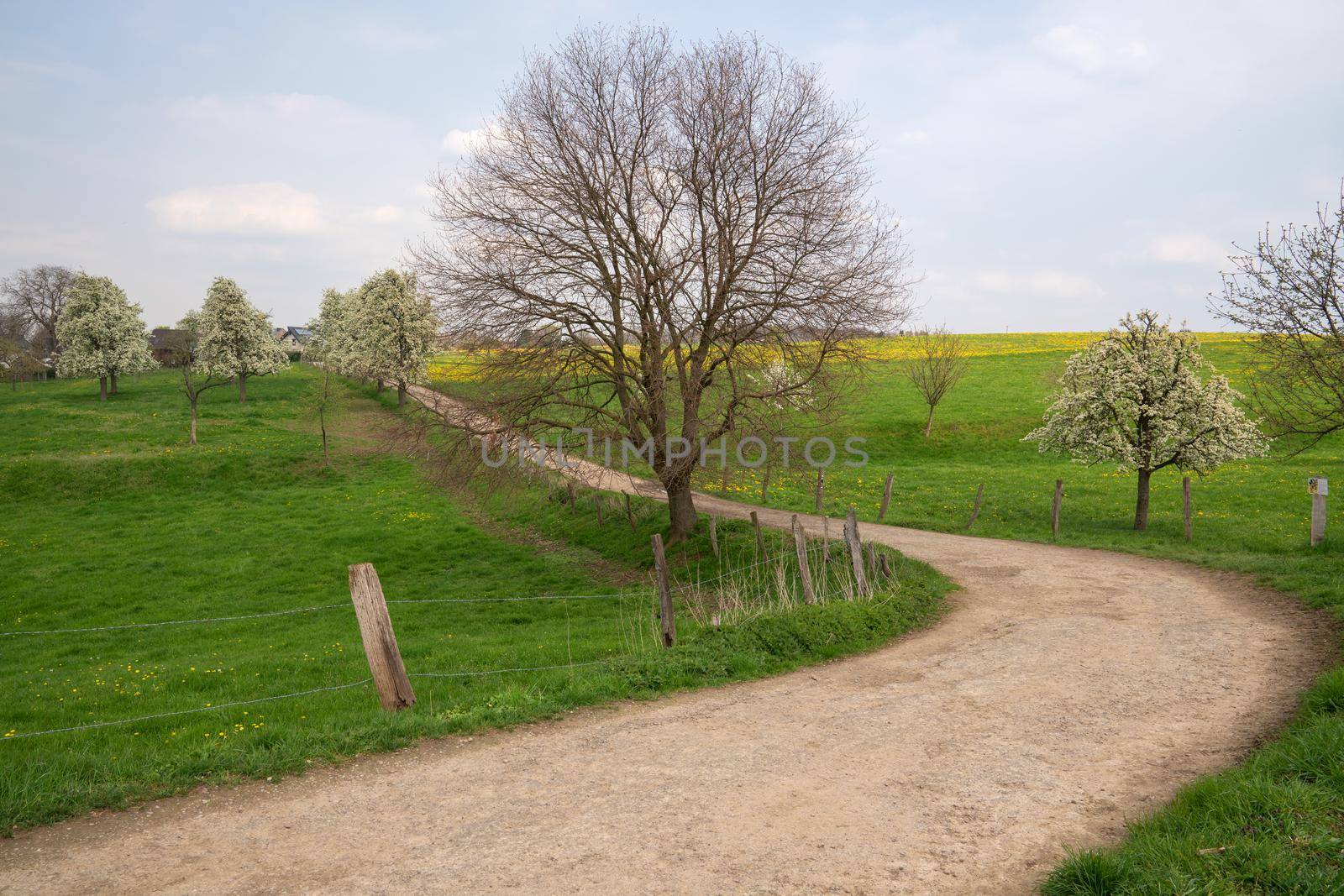 Panoramic image of meadow orchard with blossoming trees, Bergisches Land, Germany  
