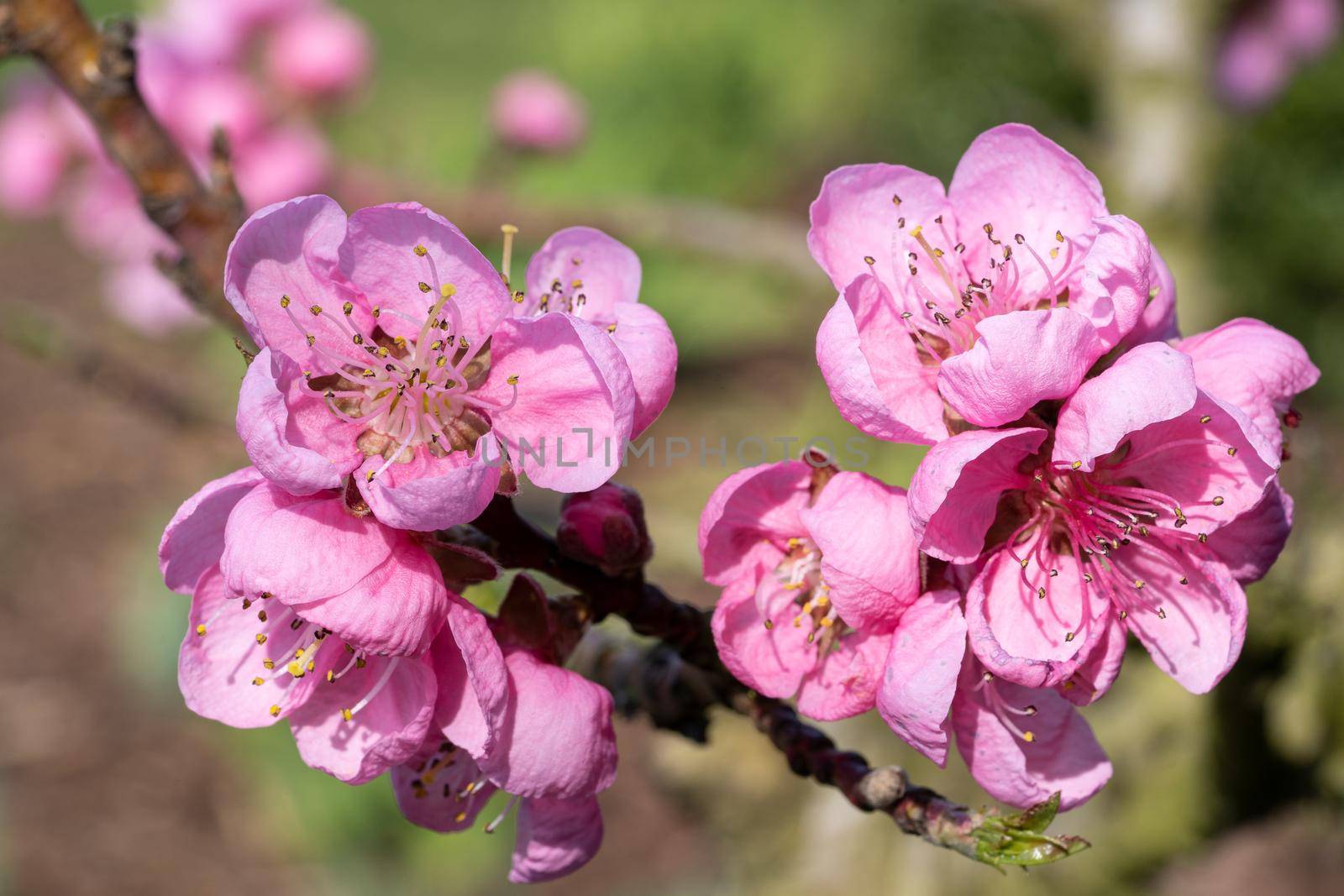 Nectarine tree(Prunus persica), close up of the flower head