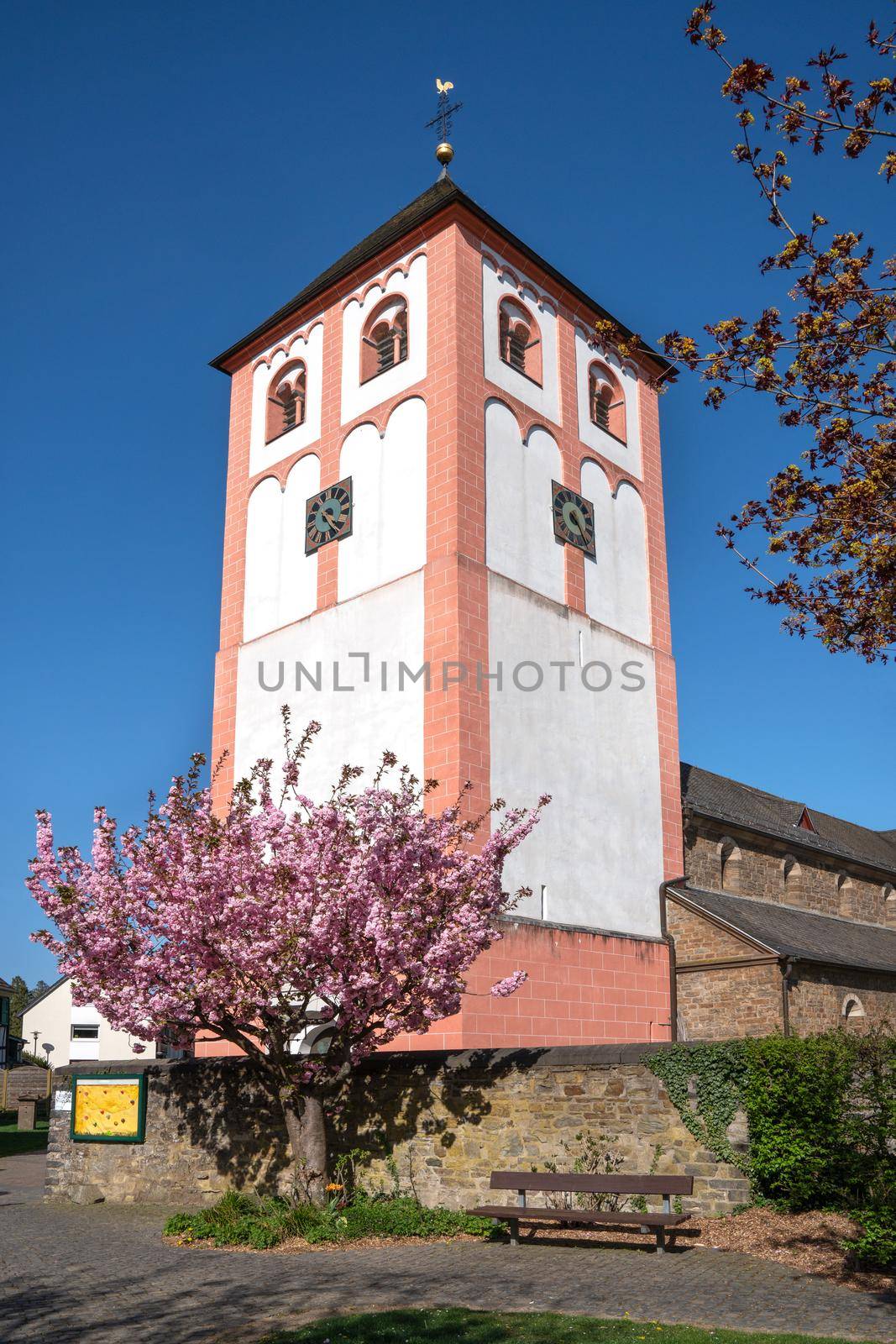 Old parish church of village Odenthal with blossoming trees at springtime, Bergisches Land, Germany