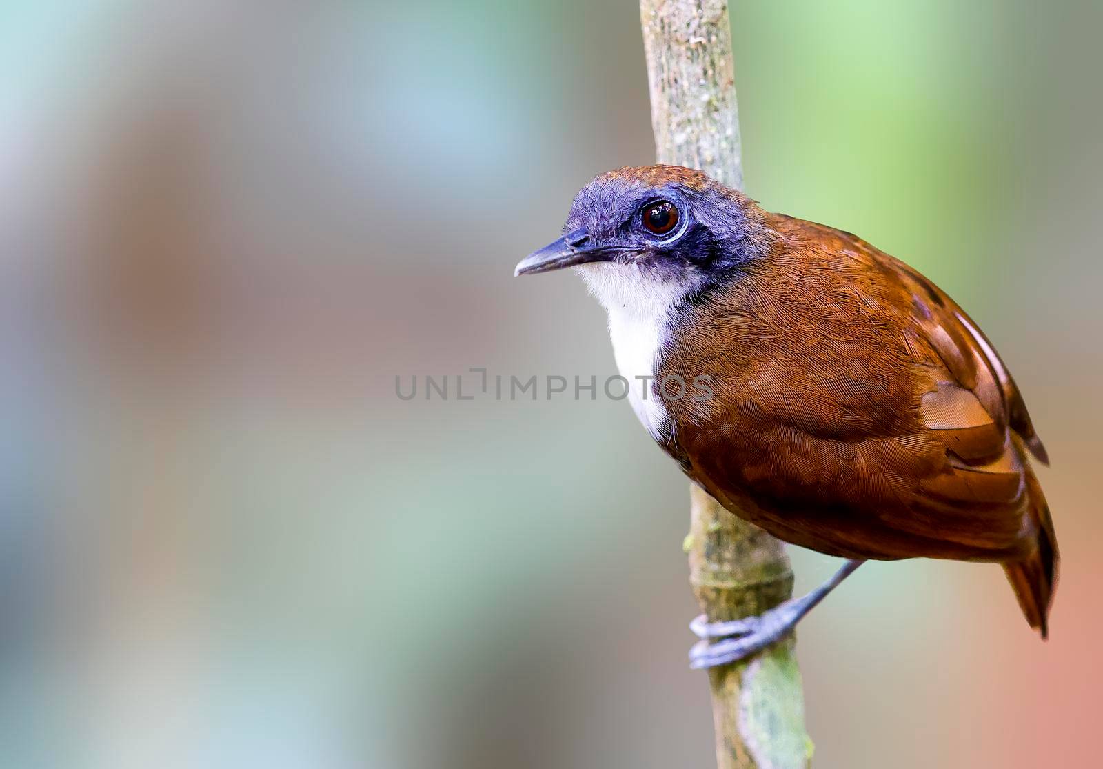 Bi-colored antbird perched on a tree watching an ant swarm