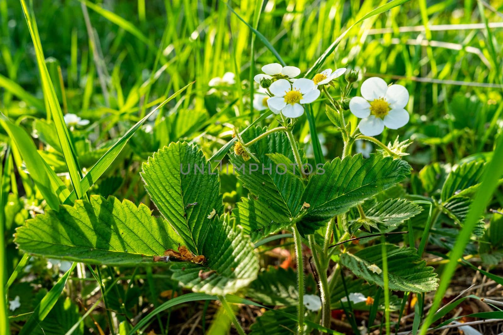 White strawberry flowers on a green background close-up.