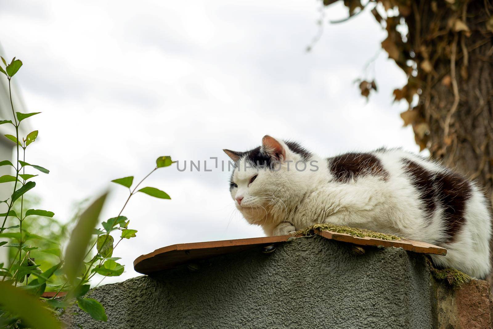 An outdoor sleepy fluffy cat in black and white sits on a fence in the countryside