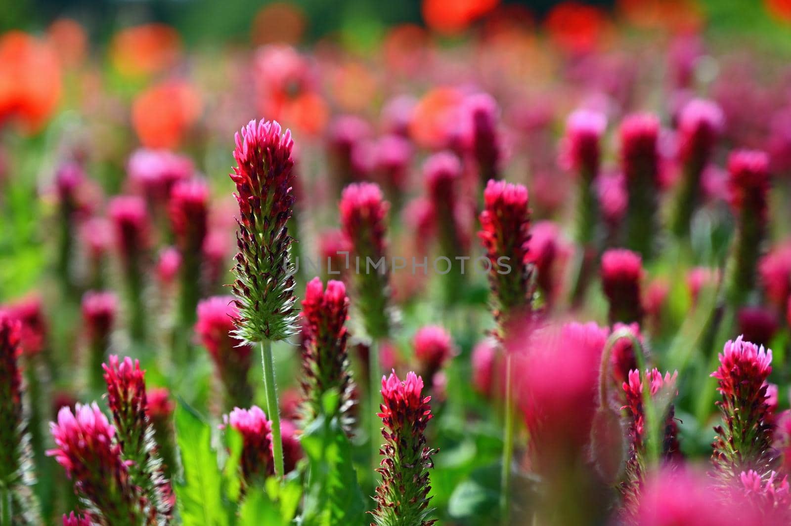 Blooming red clover. Beautiful nature background with landscape in sunny summer day.