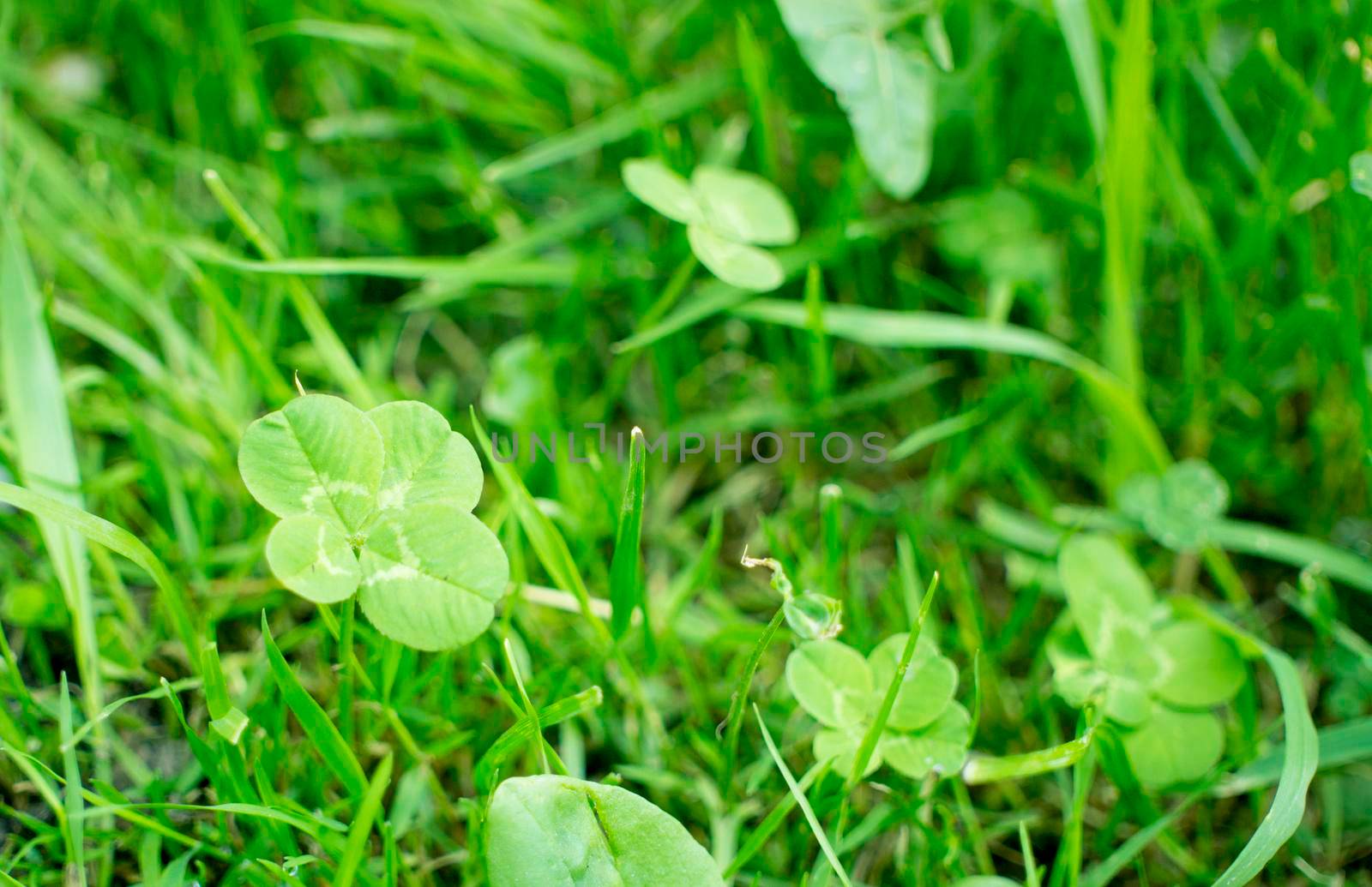 green clover leaves background with some parts in focus. four - leaf clover in the middle of the usual Shamrock . background concept for st. patrick's day, luck, irish culture. High quality photo