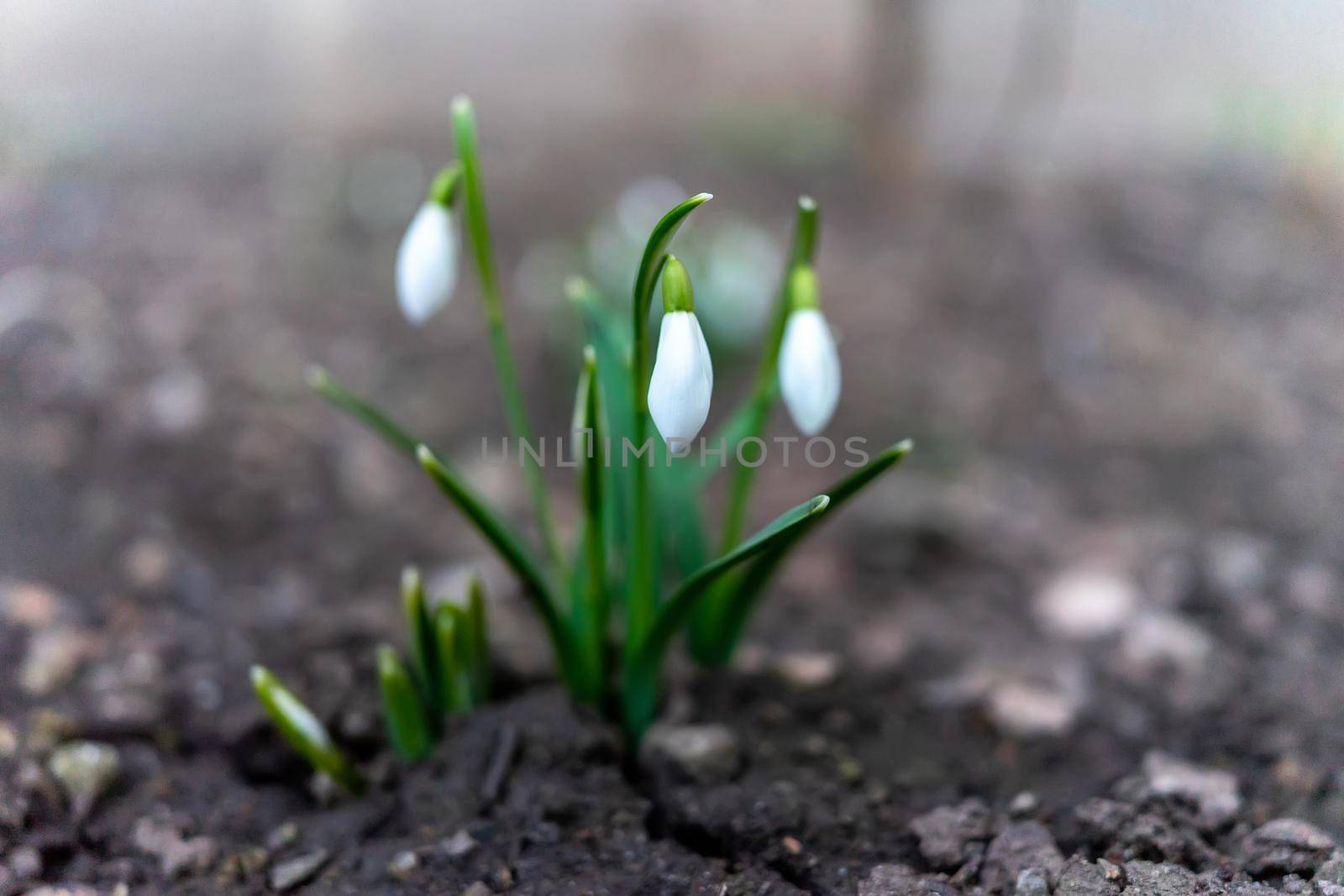 Symbol of spring awakening. The first spring flowers of snowdrops by Serhii_Voroshchuk