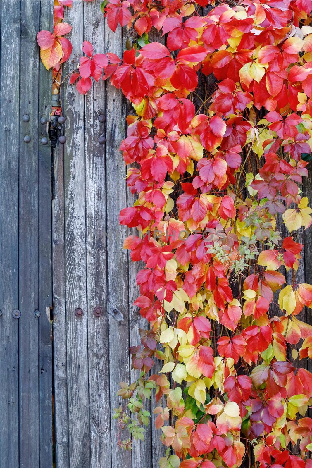 Beautiful plant with red autumn leaves on wooden board fence. There is free space for text in the image. by Lincikas