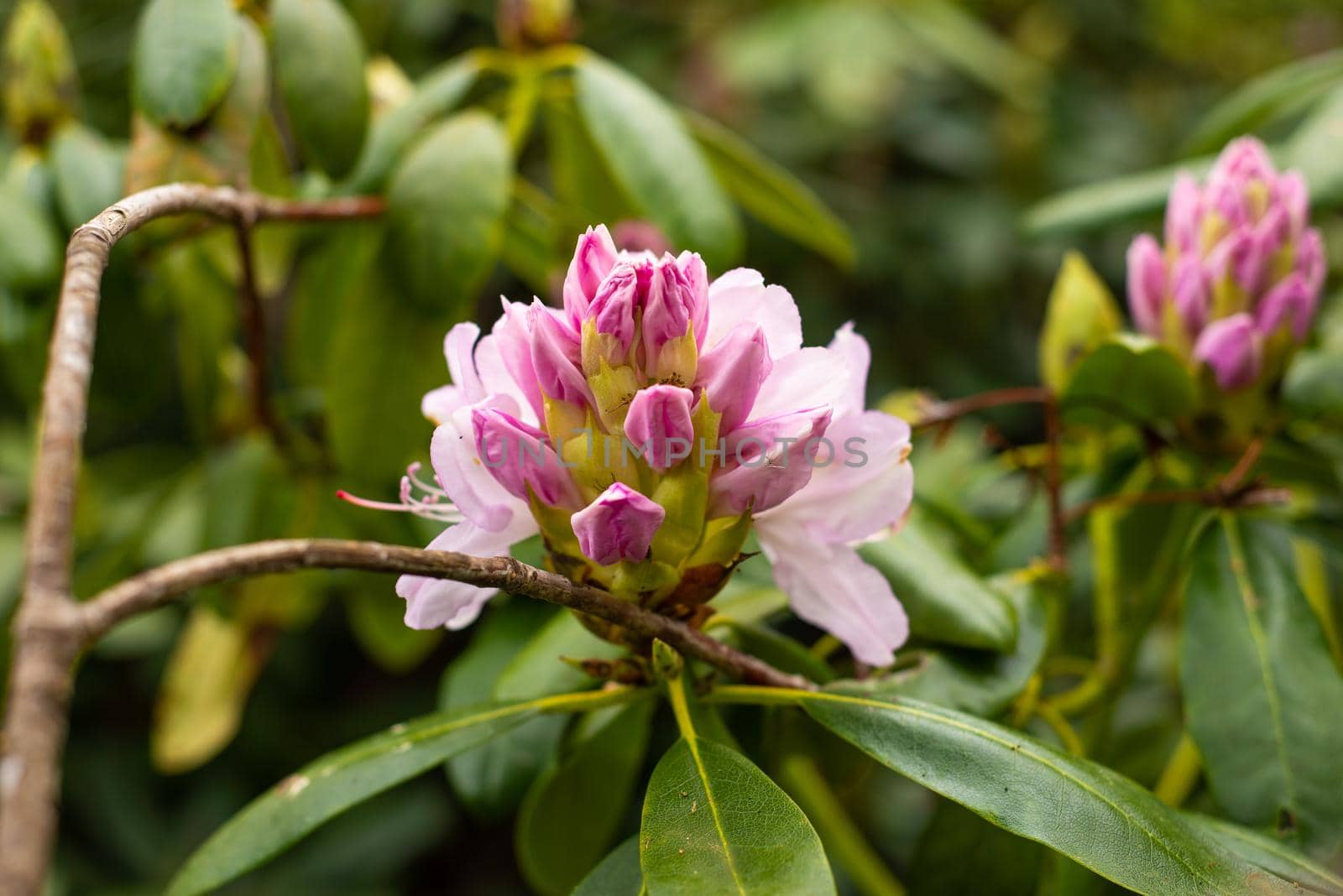 pink purple rhododendron buds in the spring garden by ozornina