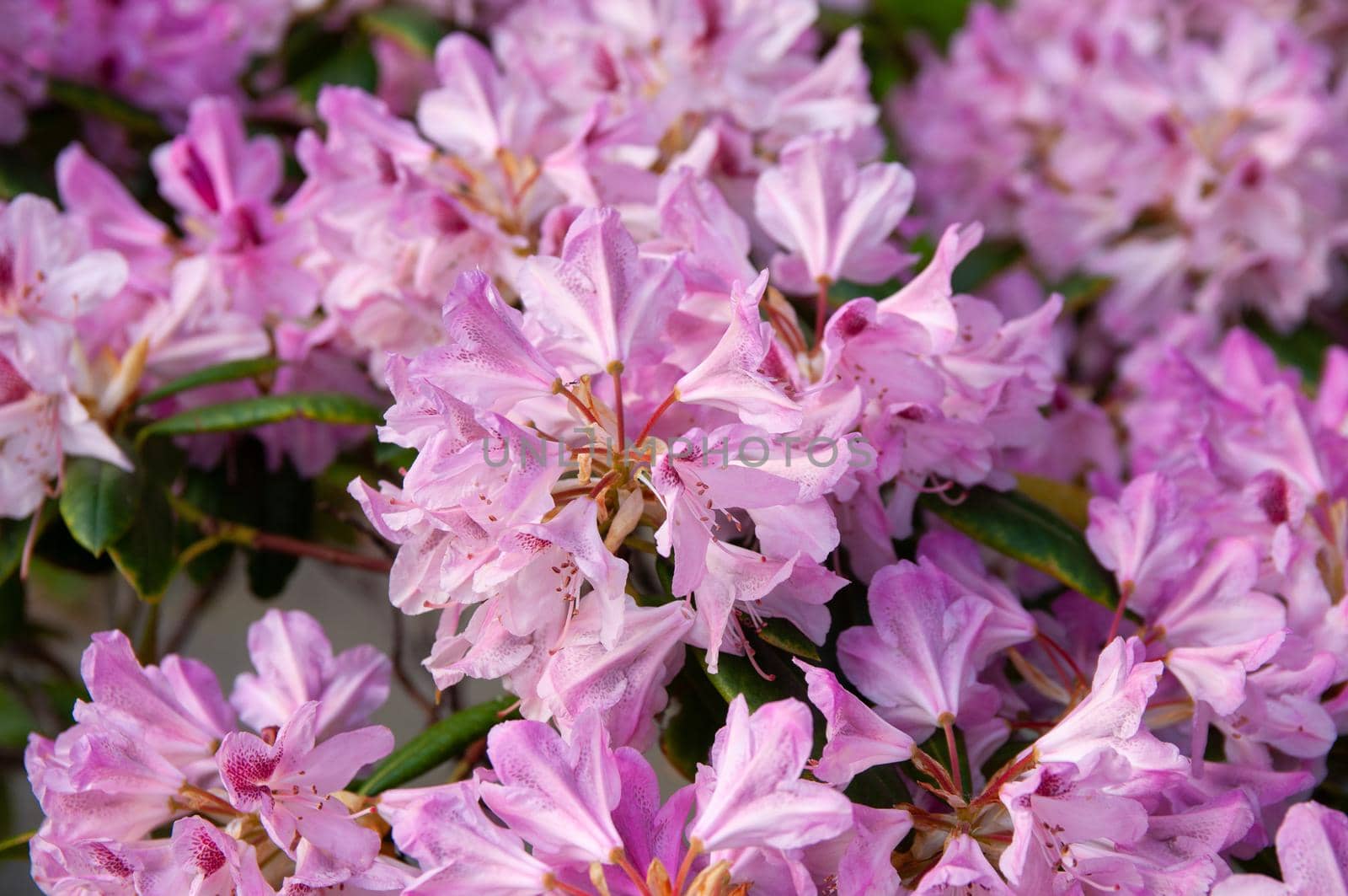 pink-blooming rhododendron flowers in the spring  by ozornina