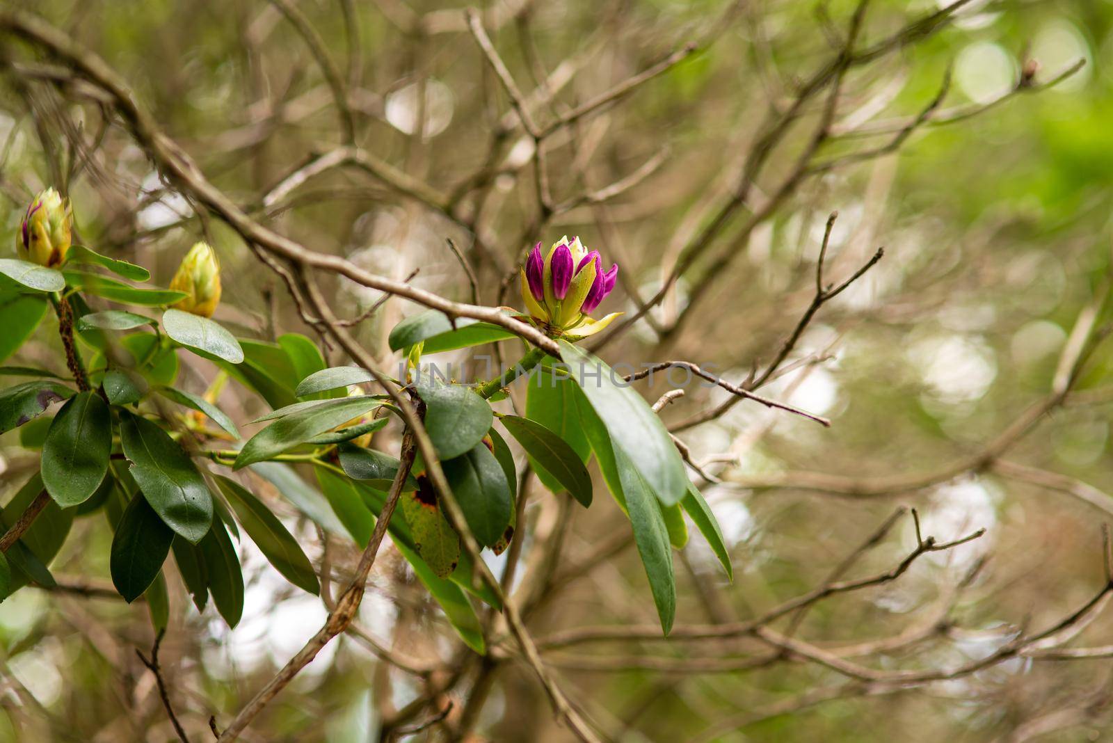 unblown purple rhododendron buds in the spring garden