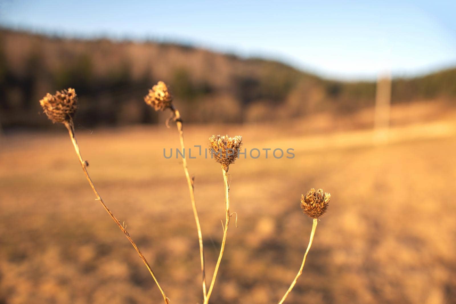 dry wildflowers in a meadow in sunlight with blue sky