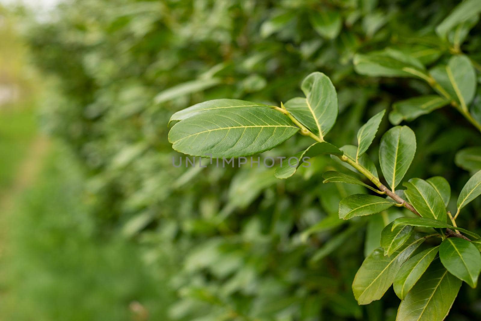 closeup of young green leaves of evergreen bushes by ozornina