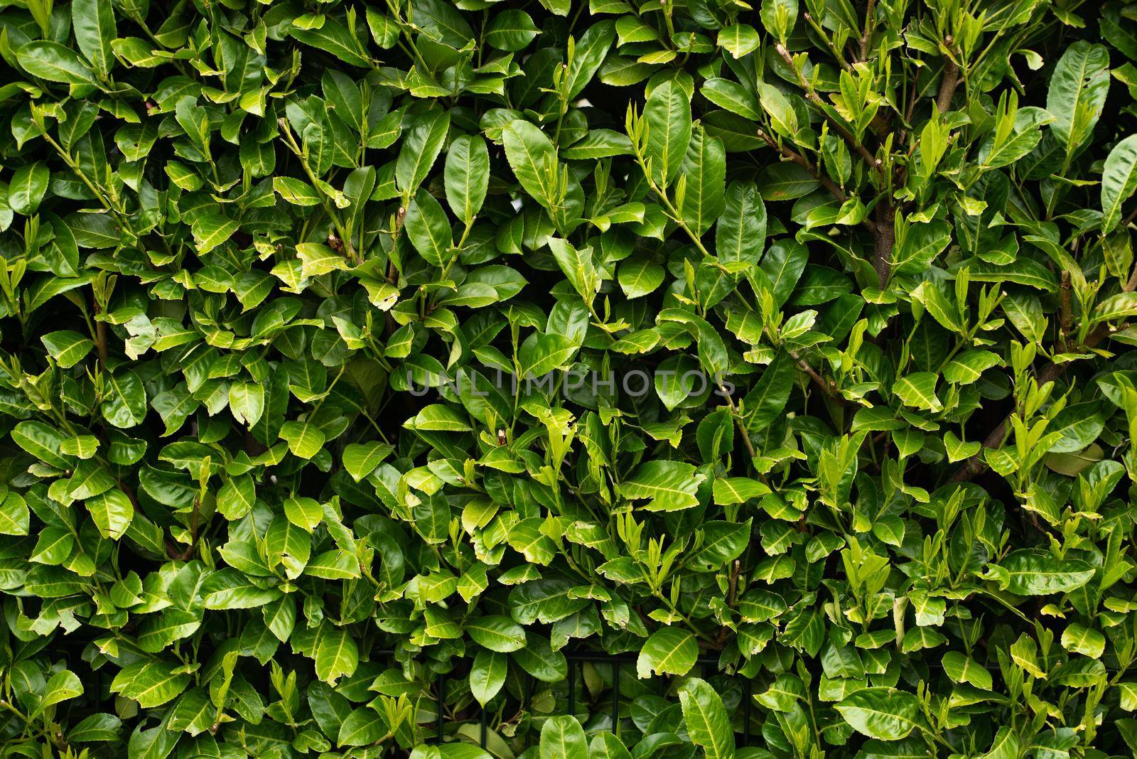 wall full frame from the leaves of green bushes in the spring park