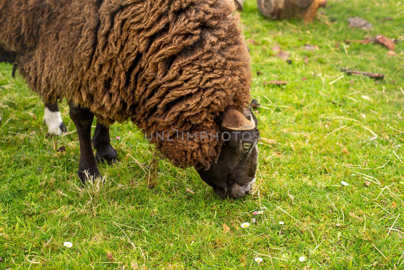 unshorn brown sheep against the background of bright juicy green grass on a farm pasture