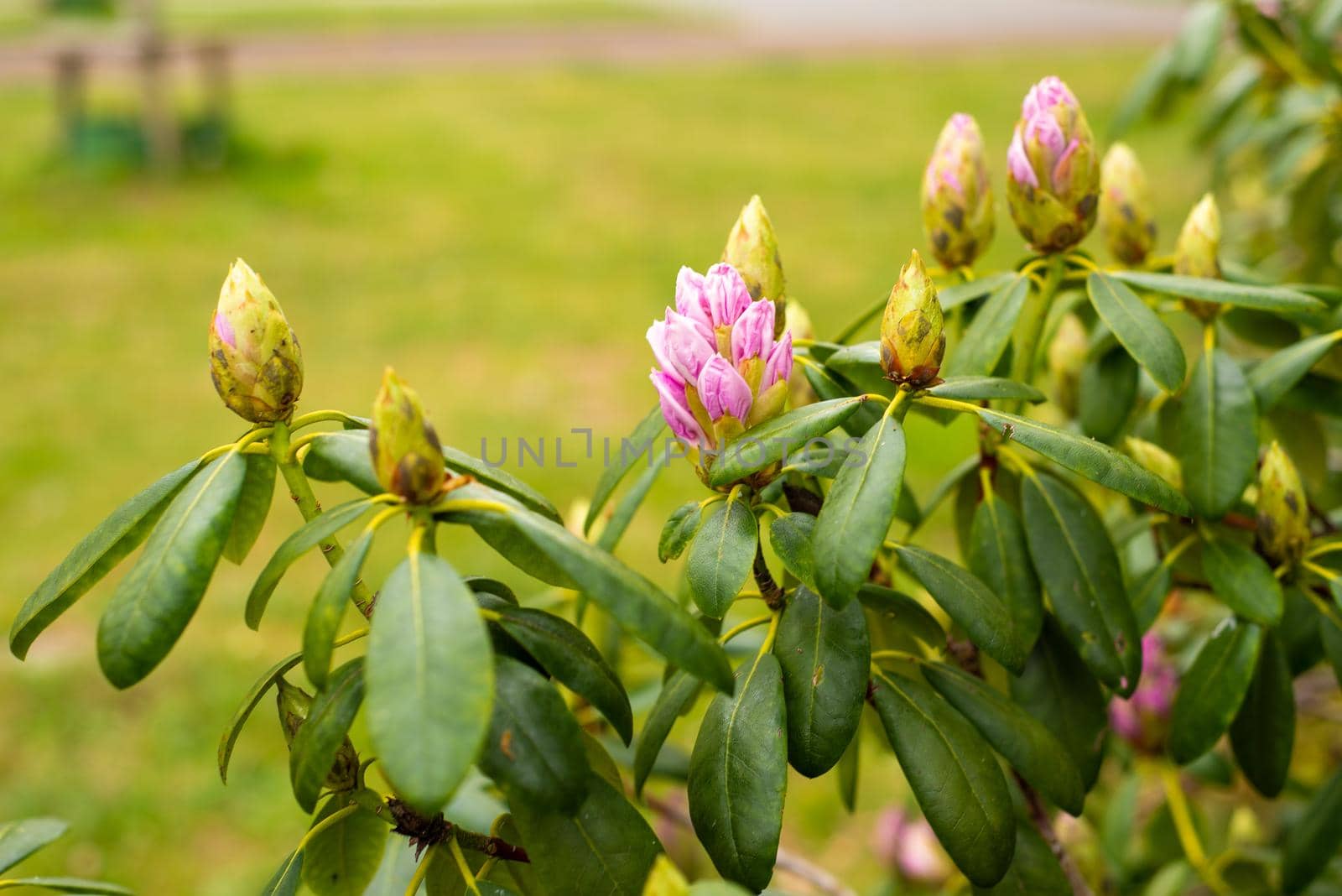 pink purple rhododendron buds in the spring garden by ozornina