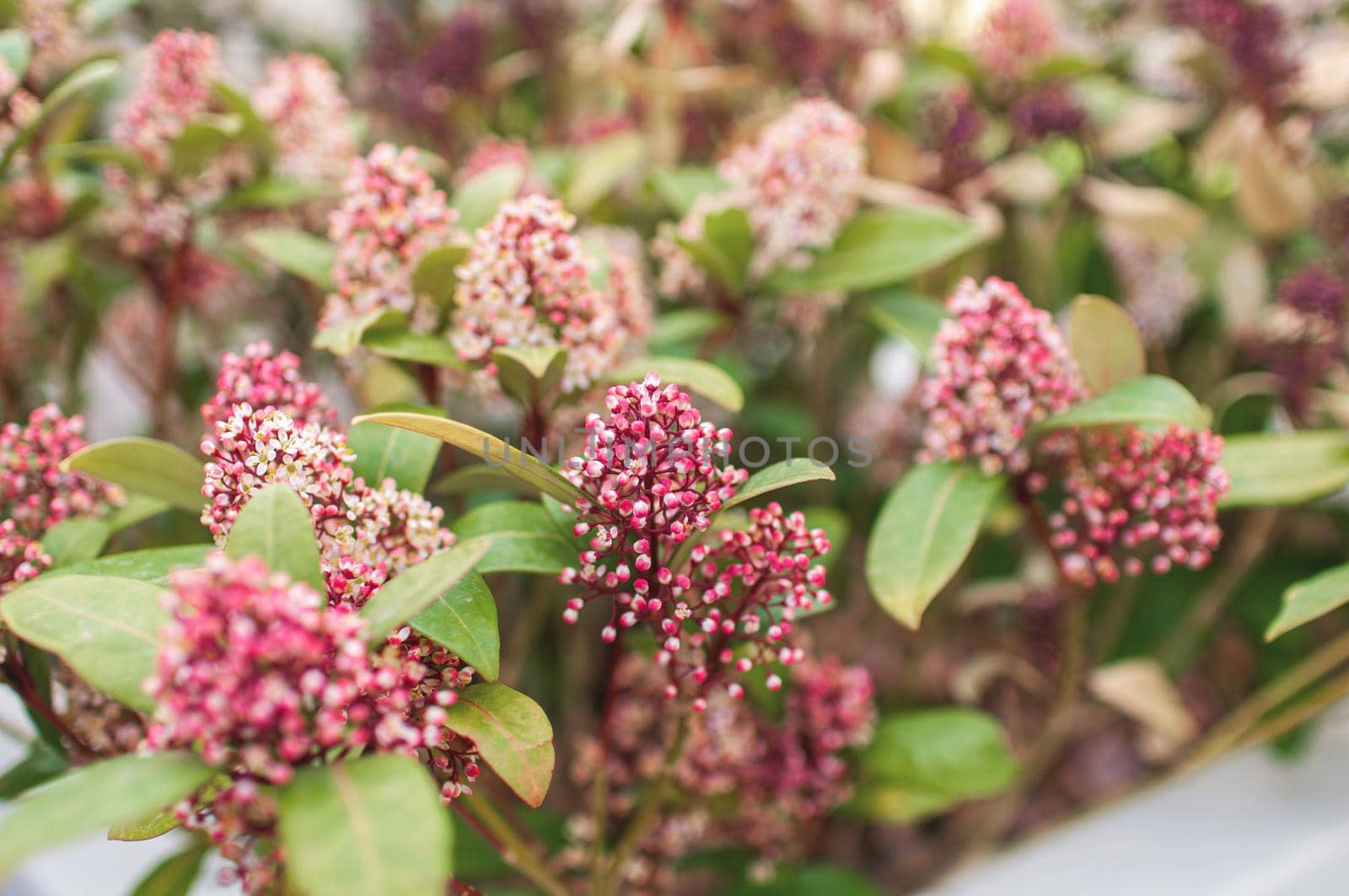 spring blooming garden with unblown inflorescence plants