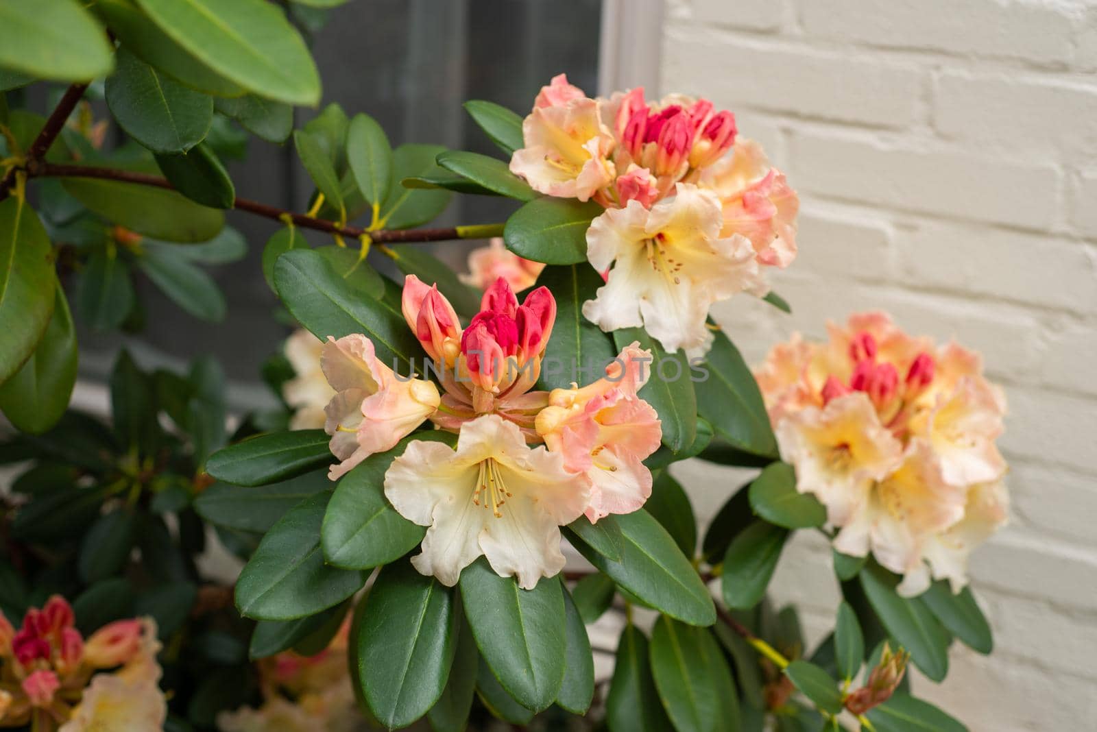 rhododendron blooming with yellow-pink flower buds in the spring garden