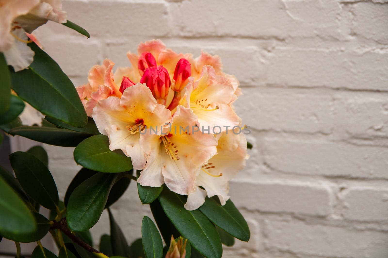 Rhododendron white flowers with pink and yellow dots in bloom, blooming evergreen shrub by ozornina
