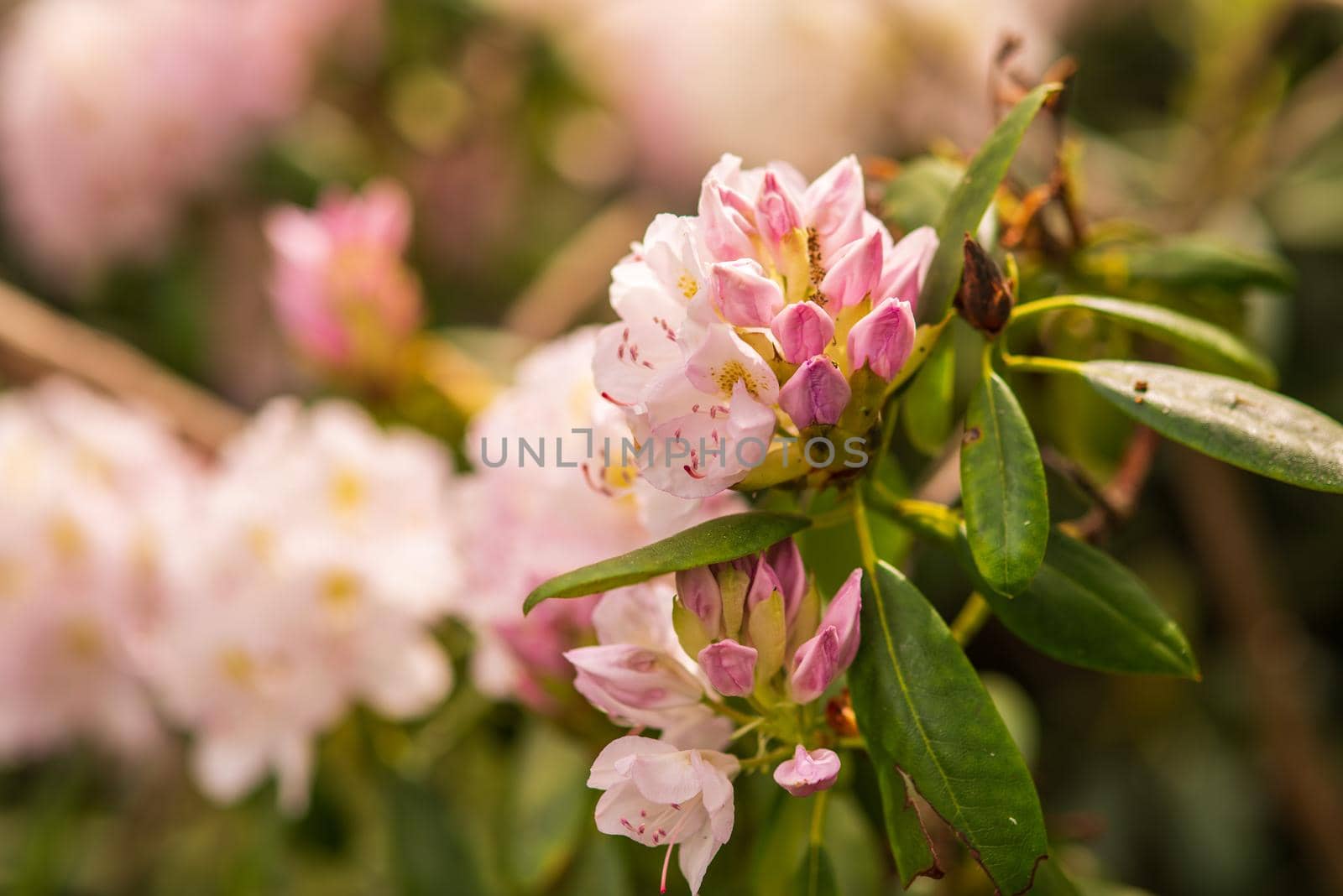 blooming delicate pink buds of rhododendron by ozornina
