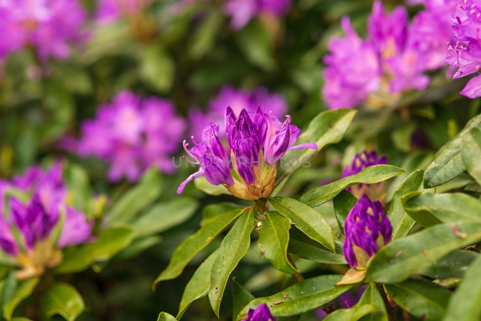 blooming purple buds of rhododendron by ozornina