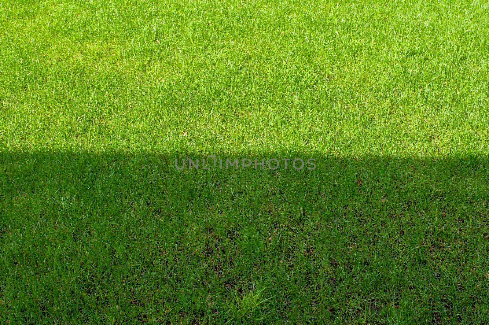 garden with green grass half located in the sun by ozornina