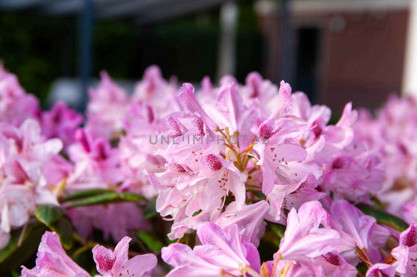 pink-blooming rhododendron flowers in the spring garden