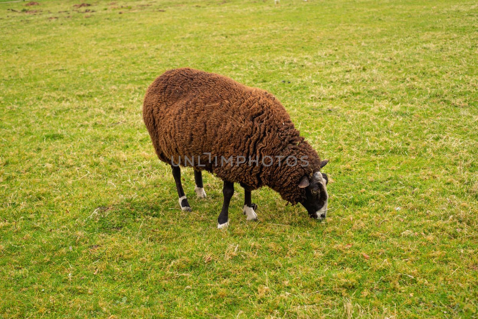 unshorn brown sheep against the background of bright juicy green grass on a farm pasture