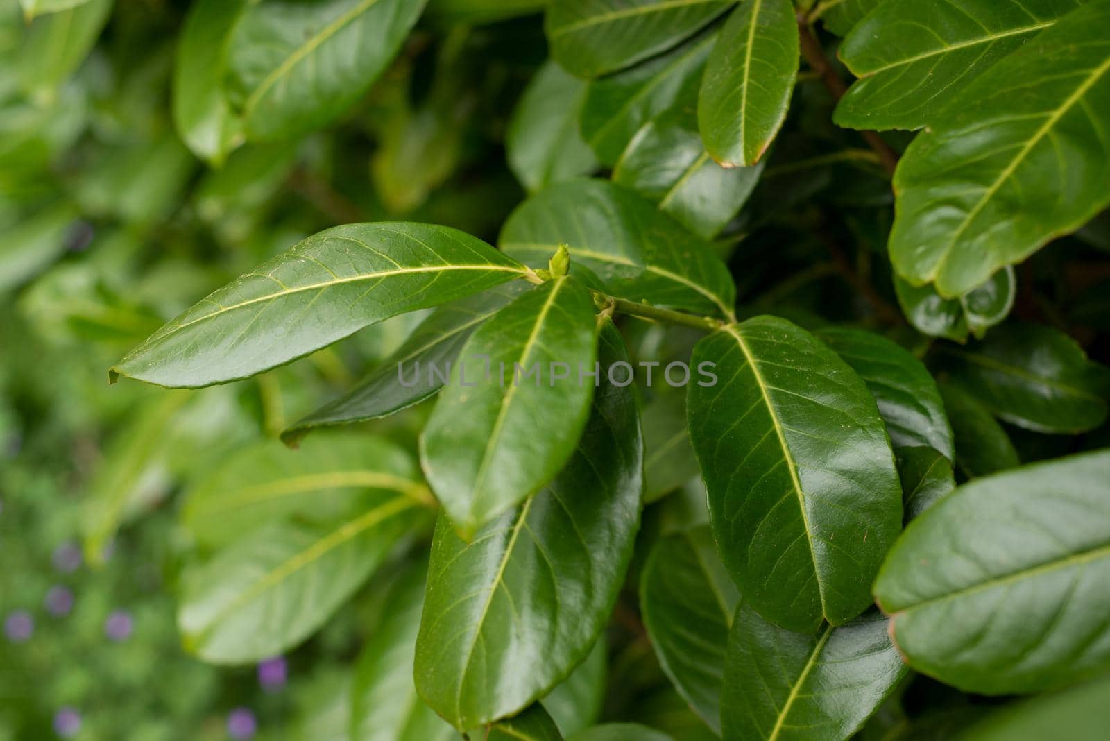 closeup of young green leaves of evergreen bushes by ozornina
