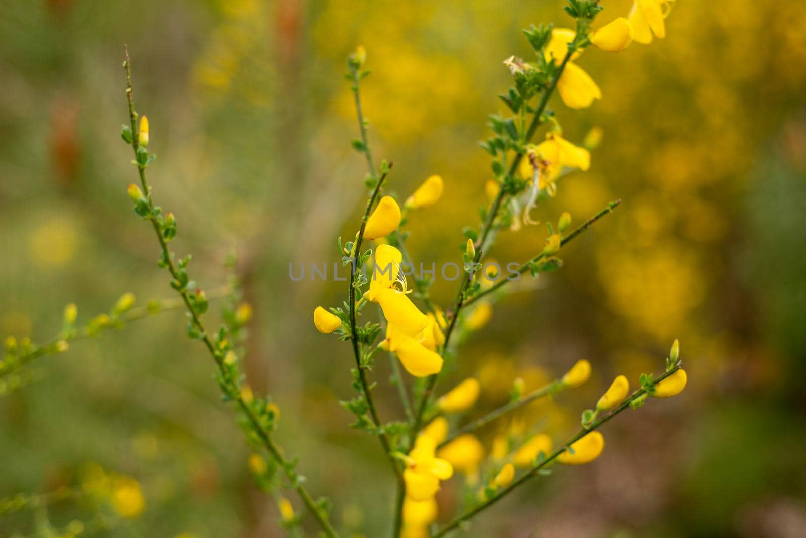 closeup of field blooming yellow flowers in spring