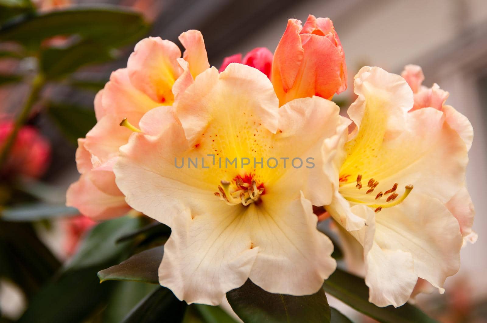 Rhododendron white flowers with pink and yellow dots in bloom, blooming evergreen shrub, blooms in spring.