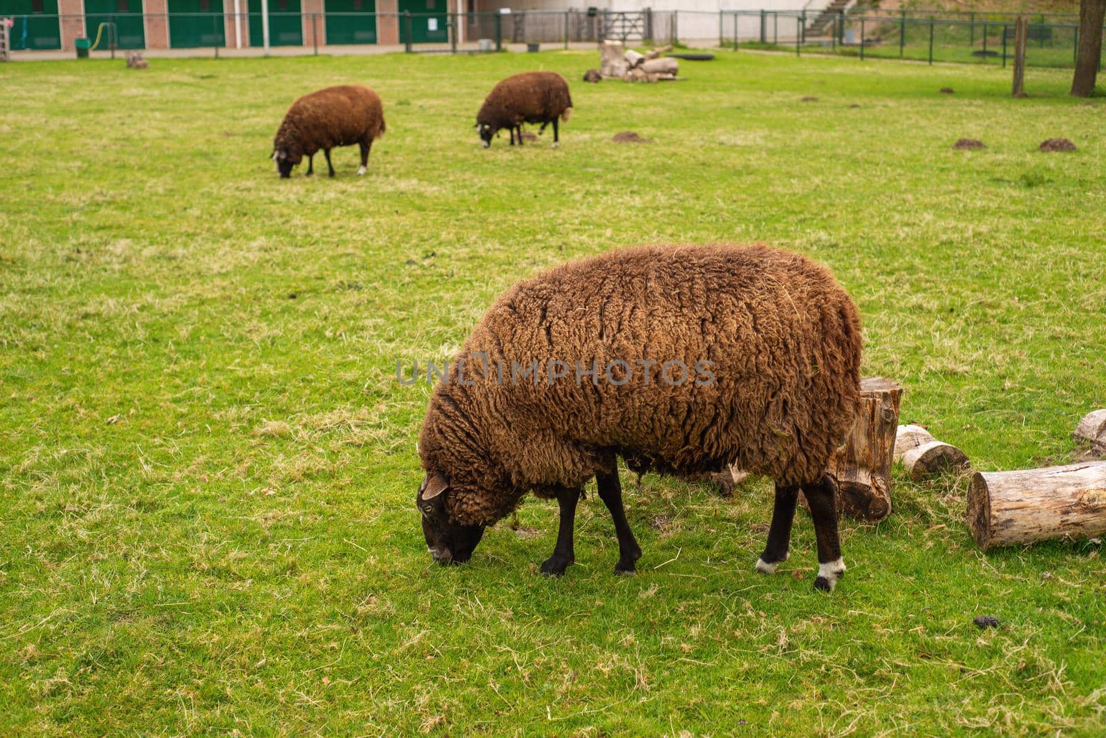 unshorn brown sheep against the background of bright juicy green grass by ozornina